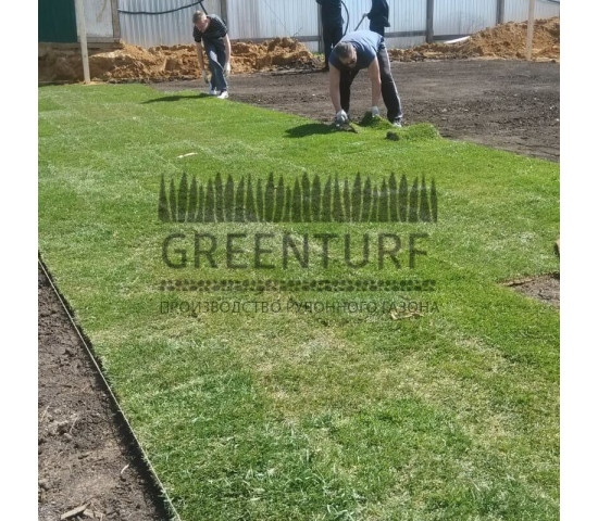 Озеленение придомовой территории - фото - 3