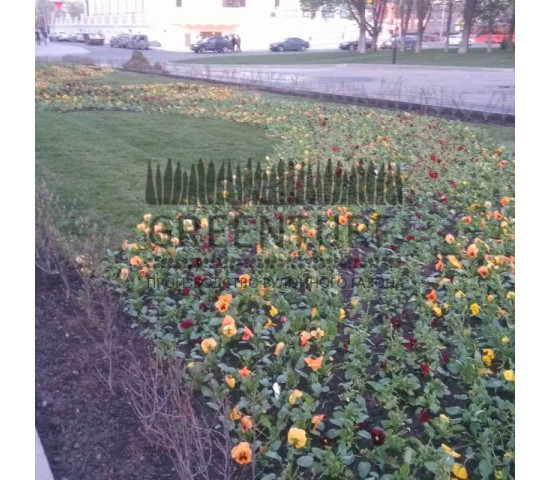 Озеленение части территории около Префектуры ВАО - фото - 10